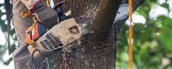 Reliable Derby, CO Tree Services Solutions