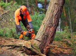 Best Tree Disease Treatment  in Derby, CO
