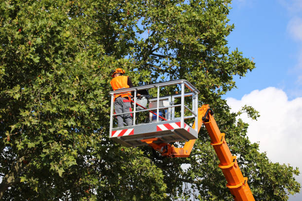 Best Utility Line Clearance  in Derby, CO
