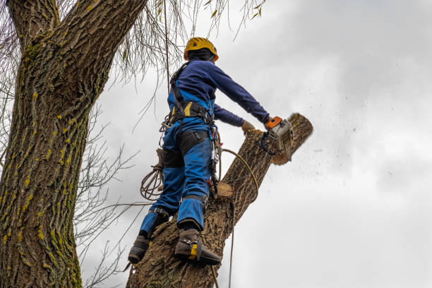 Best Palm Tree Trimming  in Derby, CO