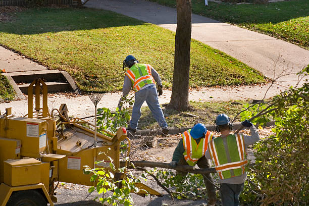 How Our Tree Care Process Works  in  Derby, CO
