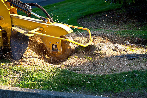 Best Tree Cabling and Bracing  in Derby, CO