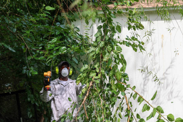 Best Tree Health Inspection  in Derby, CO