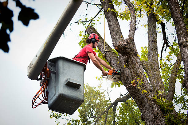 Best Tree Risk Assessment  in Derby, CO