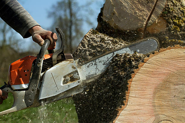 Best Storm Damage Tree Cleanup  in Derby, CO