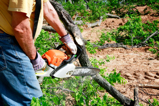 Best Tree Preservation Services  in Derby, CO